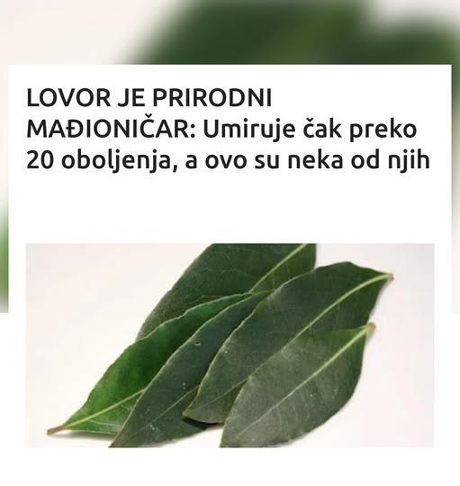 Lovorov list je pravi “kralj” začina u kuhinji. Teško da