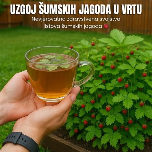 Ljekovitost šumske jagode: List koji osvježava i jača organizam