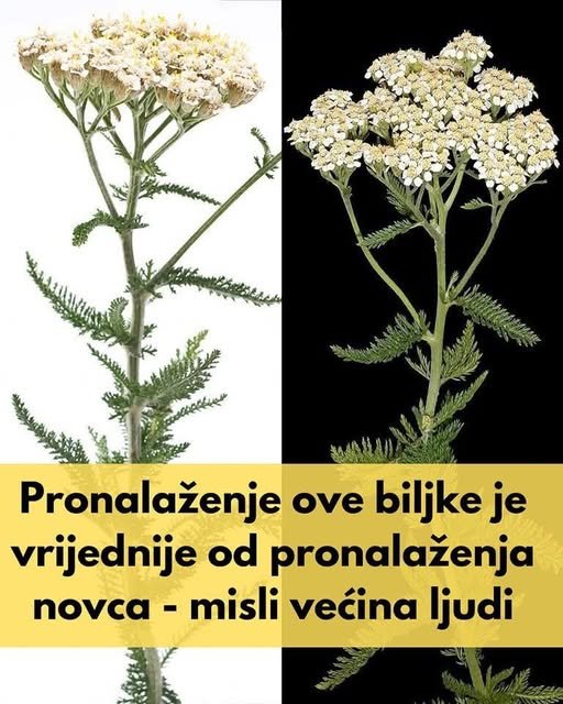 Snaga jazbine: 30 nevjerovatnih prednosti ove drevne ljekovite biljke