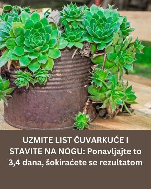 UZMITE LIST ČUVARKUĆE I STAVITE NA NOGU: Ponavljajte to 3,4 dana, šokiraćete se rezultatom