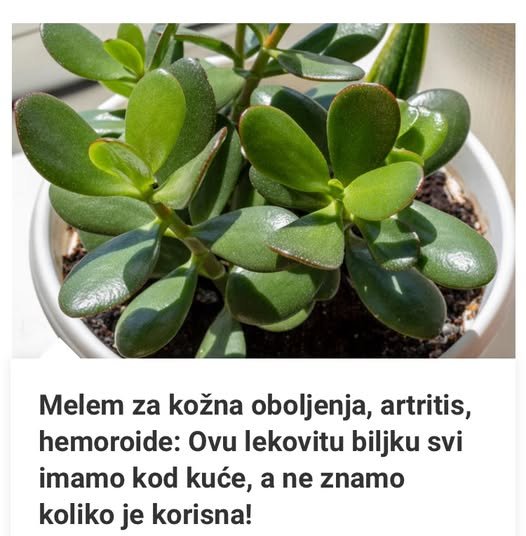 Melem Za Kožna Oboljenja, Artritis, Hemoroide: Ovu Lekovitu Biljku Svi Imamo Kod Kuće, A Ne Znamo Koliko Je Korisna!