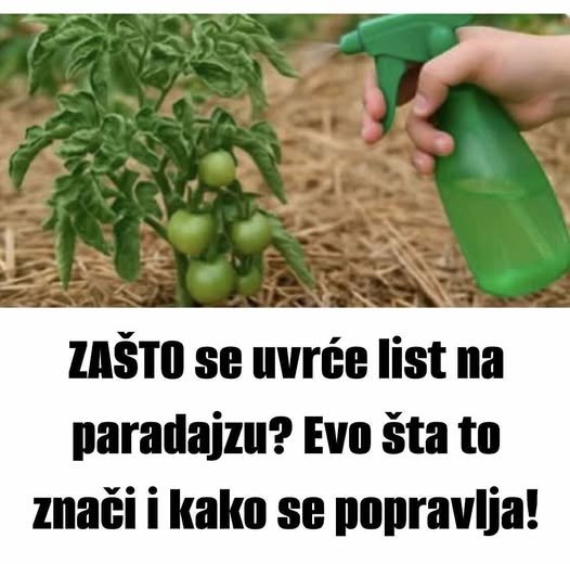 ZAŠTO se uvrće list na paradajzu? Evo šta to znači i kako se popravlja!