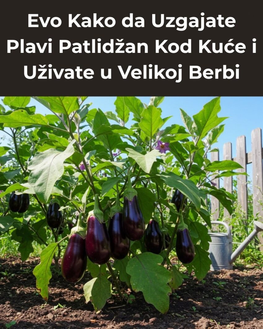 Evo Kako da Uzgajate Plavi Patlidžan Kod Kuće i Uživate u Velikoj Berbi