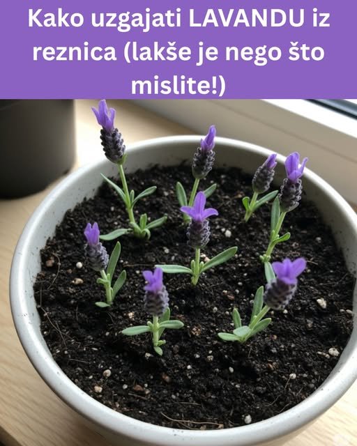 Ova metoda uzgoja lavande menja sve – I ne košta skoro ništa!