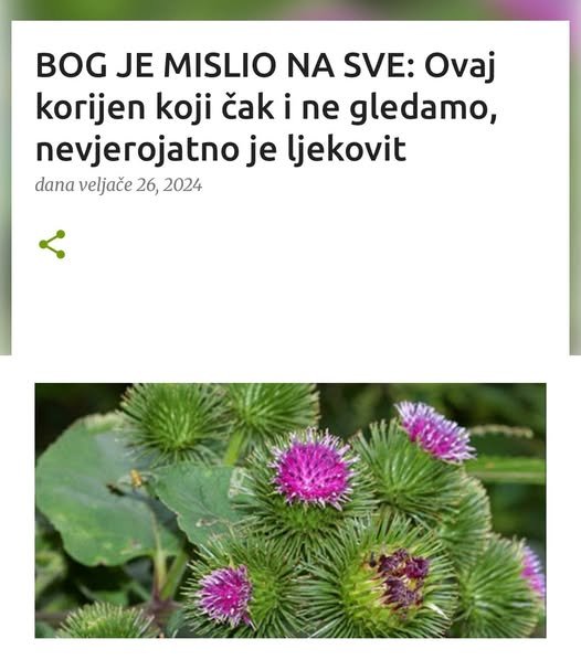 BOG JE MISLIO NA SVE: Ovaj korijen koji čak i ne gledamo, nevjerojatno je ljekovit