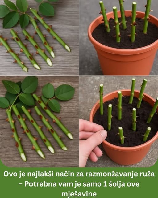 Ovo je najlakši način za razmonžavanje ruža – Potrebna vam je samo 1 šolja ove mješavine