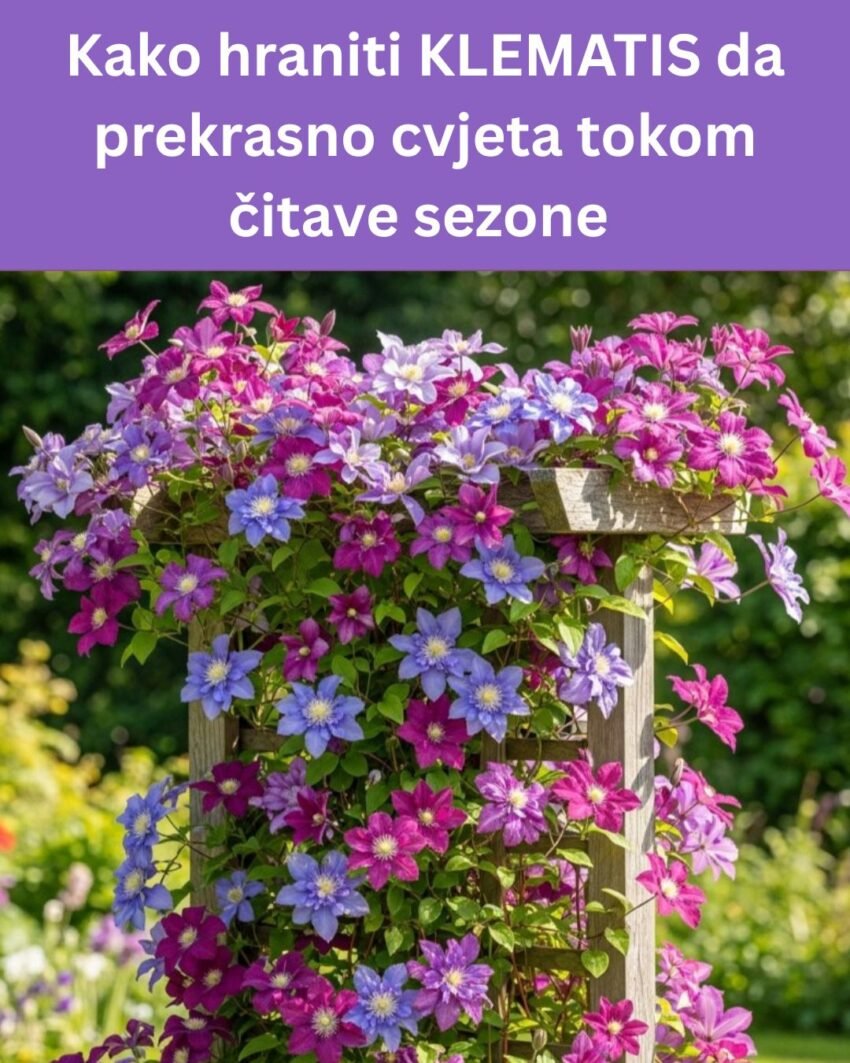 Ova metoda uzgoja lavande menja sve – I ne košta skoro ništa!