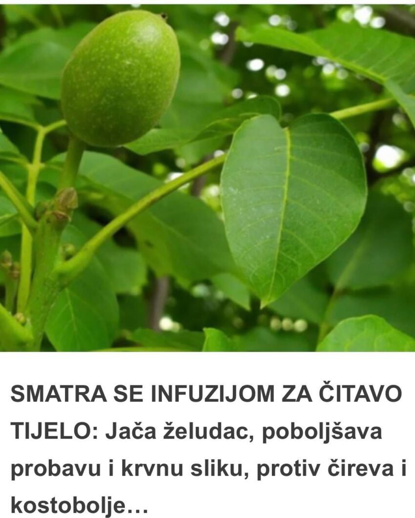 SMATRA SE INFUZIJOM ZA ČITAVO TIJELO: Jača želudac, poboljšava probavu i krvnu sliku, protiv čireva i kostobolje…