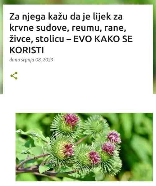 Za njega kažu da je lijek za krvne sudove, reumu, rane, živce, stolicu – EVO KAKO SE KORISTI