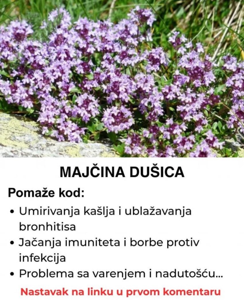 Majčina dušica – Nenadmašen prirodni lijek za skoro sve bolesti!