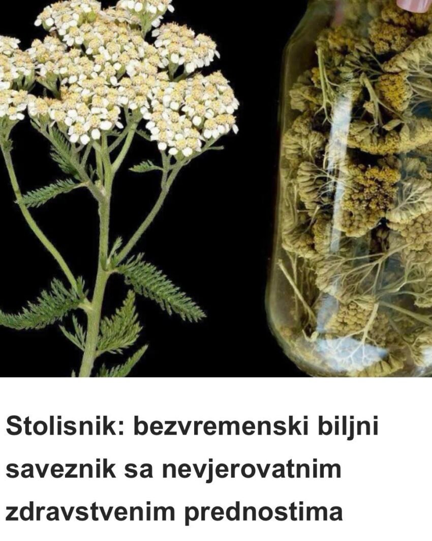Stolisnik: bezvremenski biljni saveznik sa nevjerovatnim zdravstvenim prednostima