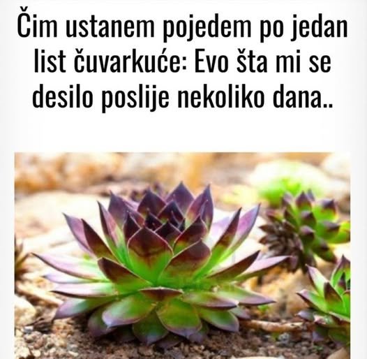 Svako jutro na prazan stomak uzela je list čuvarkuće – Evo šta joj se desilo poslije nekoliko dana!