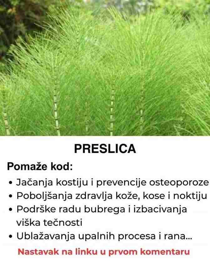 Redovno korištenje preslice može biti korisno za prevenciju osteoporoze, posebno kod starijih osoba i žena u menopauzi. 2. Poboljšanje zdravlja kože, kose i noktiju Zahvaljujući svom visokom sadržaju silicijuma, preslica značajno doprinosi regeneraciji tkiva i jačanju vezivnog tkiva. Poboljšava izgled kože, čineći je čvršćom i elastičnijom, jača kosu i podstiče njen rast te pomaže u učvršćivanju lomljivih noktiju. Kreme, tonici i šamponi na bazi preslice često se koriste za prirodnu njegu i obnavljanje kože i kose. 3. Podrška radu bubrega i izbacivanju viška tečnosti Preslica ima izraženo diuretičko dejstvo, što znači da pomaže tijelu da se oslobodi viška vode i toksina putem urina. Ovaj efekat je koristan kod blagih urinarnih infekcija, otoka, problema sa zadržavanjem vode i kod visokog krvnog pritiska povezanog sa zadržavanjem tečnosti. Takođe pomaže u smanjenju rizika od formiranja bubrežnih kamenaca. 4. Ublažavanje upalnih procesa i zarastanje rana Tradicionalno se preslica koristila za brže zarastanje rana, ogrebotina i posjekotina. Njene antiinflamatorne i antiseptičke osobine ubrzavaju regeneraciju kože i smanjuju rizik od infekcija. Čaj od preslice može se koristiti i za ispiranje rana, dok obloge od preslice pomažu u smanjenju otoka i crvenila na koži. Kako koristiti preslicu? Čaj: Najčešći oblik upotrebe, priprema se od osušene biljke. Tinktura ili kapsule: Kao dodatak prehrani za jače i dugotrajnije dejstvo. Oblozi: Za vanjsku primjenu kod rana ili kožnih iritacija. Napomena: Zbog diuretičkog efekta, preslicu treba koristiti uz dovoljan unos tečnosti. Dugotrajna upotreba bez konsultacije sa ljekarom se ne preporučuje. Zaključak Preslica je pravo prirodno blago koje jača kosti, njeguje kožu, podržava bubrege i ubrzava oporavak tkiva. Uvrštavanjem ove biljke u svakodnevnu rutinu možete na prirodan način ojačati svoj organizam i unaprijediti opšte zdravstveno stanje.