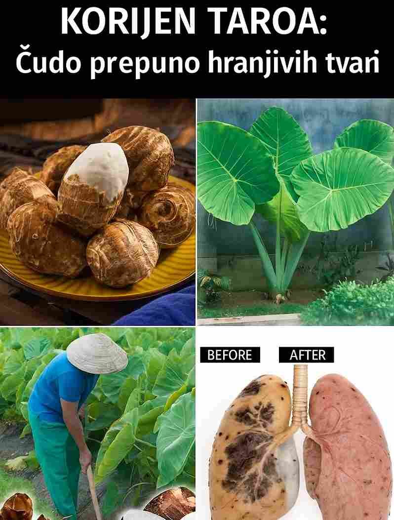 Taro nije samo još jedno korjenasto povrće; to je pravo blago zdravstvenih koristi koje čeka da bude otkriveno. Prepun vlakana, vitamina i minerala, taro pruža nutritivni udar koji se može mjeriti s poznatijim supernamirnicama. Njegov visok sadržaj vlakana podržava probavu, održavajući crijeva zdravima i sretnima. Bogat vitaminima C i E, taro jača imunitet i podstiče zdrav izgled kože, dok kalij i magnezij koje sadrži podržavaju zdravlje srca i rad mišića. Ono što taro zaista izdvaja jeste njegov nizak glikemijski indeks, što ga čini pametnim izborom za dugotrajnu energiju bez naglih skokova šećera u krvi. Bilo da ste sportista, ljubitelj zdravog života ili jednostavno neko ko želi jesti bolje, taro svojom nutritivnom vrijednošću zaslužuje mjesto u vašoj kuhinji. Zamislite da dan započinjete korijenom koji je održavao civilizacije hiljadama godina—taro je drevna mudrost u jestivom obliku. Kulinarni kameleon: Taro i njegova svestranost u kuhinji Kulinarna svestranost tara je zaista nevjerovatna. Njegov blago orašasti, pomalo slatkasti okus i kremasta tekstura čine ga zvijezdom i u slanim i u slatkim jelima. Možete ga kuhati, peći, pržiti ili pasirati—taro se lako prilagođava svakom stilu pripreme. U tropskim krajevima pretvara se u zasitne čorbe, hrskave čipse ili baršunasti poi, tradicionalno havajsko jelo koje pruža i utjehu i užitak. Želite li nešto drugačije? Ljubičaste sorte tara osvajaju deserte poput bubble tea-a, sladoleda ili pudinga, dodajući jarku boju i jedinstven ukus kojem je teško odoljeti. Domaći kuhari i profesionalni chefovi vole taro zbog njegove sposobnosti da upija arome, a da pri tom zadrži svoj karakter. Bilo da pripremate veganski curry ili dekadentni taro latte, ovaj korijen podiže svako jelo na viši nivo. Zašto se zadovoljiti običnim kada taro može vaše obroke učiniti izuzetnim? Globalna ikona: Kulturni značaj tara Taro je mnogo više od hrane—on je kulturni temelj. U Aziji, Africi i na Pacifičkim otocima taro se stoljećima poštovao, utkan u mitove, tradicije i svakodnevni život. Na Havajima se taro smatra svetim precima, a njegovo uzgajanje povezano je s duhovnim ritualima. U Aziji je simbol blagostanja i neizostavan gost na festivalima i porodičnim okupljanjima. Globalno putovanje tara svjedoči o njegovoj univerzalnoj privlačnosti. Od terasa jugoistočne Azije do živopisnih pijaca zapadne Afrike, taro povezuje ljude na različitim kontinentima. Njegova sposobnost da uspijeva u raznim klimama učinila ga je spasom za mnoge zajednice, nudeći hranu i stabilnost u teškim uslovima. Kada uživate u taru, ne jedete samo hranu—učestvujete u bogatoj tapiseriji ljudske historije i izdržljivosti. Više od korijena: Snaga tarovih listova Nemojte stati samo na korijenu—tarovi listovi su pravo kulinarsko blago. Prepuni vitamina A i C, ovi hranjivi zeleni listovi osnovni su sastojak jela poput callaloo na Karibima ili laing na Filipinima. Njihov zemljasti ukus savršeno se slaže s kokosovim mlijekom, začinima ili morskim plodovima, stvarajući jela koja su jednako hranjiva koliko i ukusna. Tarovi listovi podsjećaju nas da se kod ove biljke ništa ne baca. Oni su održiv izbor za sve koji brinu o okolišu, nudeći način da se maksimalno iskoristi potencijal biljke uz minimalan otpad. Samo imajte na umu da ih treba dobro skuhati, jer sirovi listovi mogu iritirati zbog prirodnih spojeva. S tarom, svaki dio priča priču o ishrani i ljudskoj domišljatosti.