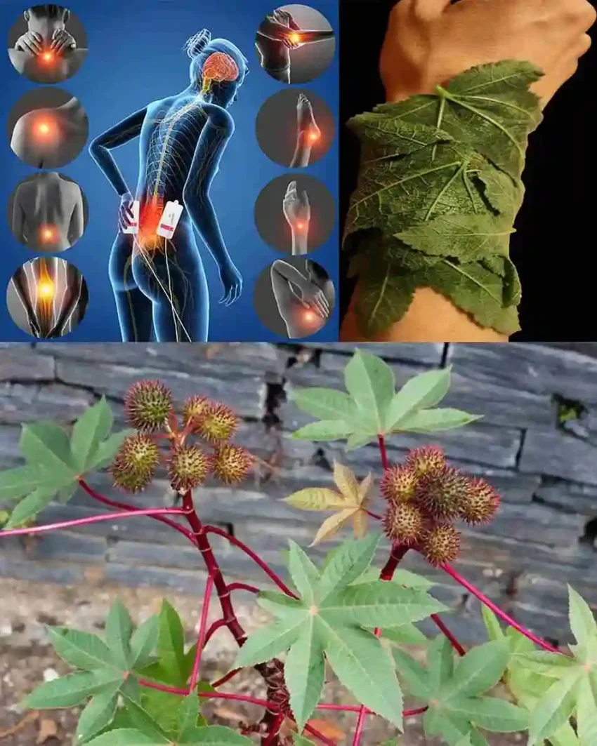 10 koristi listova ricinusa 1. Ublažava bolove u zglobovima i mišićima Listovi ricinusa imaju prirodna protuupalna svojstva. Topli oblozi od listova pomažu kod artritisa, otoka zglobova i bolnih mišića. ✅ Kako koristiti: Blago zagrijati list, staviti na bolno mjesto i učvrstiti tkaninom. 2. Prirodna detoksikacija organizma U narodnoj medicini koriste se za poticanje limfne drenaže i detoksikaciju. Oblozi podržavaju rad jetre i probavnog sistema u eliminaciji toksina. Herbeauty now The Queen’s Childhood Was Far From Perfect 56 × 3. Potiče zacjeljivanje rana Zahvaljujući antibakterijskim i antigljivičnim svojstvima, listovi su korisni kod posjekotina, ogrebotina i kožnih infekcija. ✅ Savjet: Zgnječene svježe listove nanijeti direktno ili koristiti oblog. 4. Smanjuje menstrualne grčeve Topli oblozi od listova stavljeni na donji stomak pomažu opuštanju mišića i ublažavaju bol tokom menstruacije. 5. Poboljšava zdravlje kose Ispravljanje kose čajem od listova može smanjiti perut i potaknuti rast kose, jer hranjive tvari poboljšavaju cirkulaciju vlasišta. ✅ Kako koristiti: Prokuhati listove u vodi, procijediti, ohladiti i koristiti kao ispiranje kose. 6. Pomaže dojiljama U nekim tradicionalnim praksama listovi se stavljaju na grudi dojilja radi poticanja protoka mlijeka i ublažavanja otoka ili začepljenih kanala. 7. Ublažava otoke i upale Topikalna primjena pomaže kod otoka izazvanih ujedom insekta, uganućem ili upalom. Hladni i umirujući efekti donose brzo olakšanje. 8. Olakšava disajne tegobe Udisanje pare od prokuhanih listova prirodan je lijek za kašalj, začepljenje i prehlade u grudima. Pomaže u čišćenju pluća i olakšava disanje. 9. Suzbija kožne probleme Ekstrakti listova pomažu kod ekcema, gljivičnih oboljenja i akni. Smiruju iritaciju i obnavljaju kožu. 10. Potiče bolju probavu U narodnoj medicini čaj od listova koristi se za poticanje probave i ublažavanje zatvora, kao i smanjenje nadutosti i grčeva u stomaku. ⚠️ Uvijek se posavjetujte s ljekarom prije unutrašnje upotrebe. Sigurnosna napomena Iako listovi ricinusa imaju brojne koristi, potrebno je oprezno rukovanje. Sama biljka sadrži ricin – veoma otrovnu supstancu koja se uglavnom nalazi u sjemenkama. Listovi se smatraju sigurnijim, naročito za vanjsku upotrebu, ali ih nikada ne treba jesti sirove niti koristiti bez dovoljno znanja. Zaključak Listovi ricinusa su pravo blago prirodne medicine, iako često ostanu u sjeni ricinusovog ulja. Bilo da ih koristite za ublažavanje bolova, podršku rastu kose ili jačanje imuniteta, oni mogu biti vrijedan dodatak vašoj prirodnoj kutiji za zdravlje.