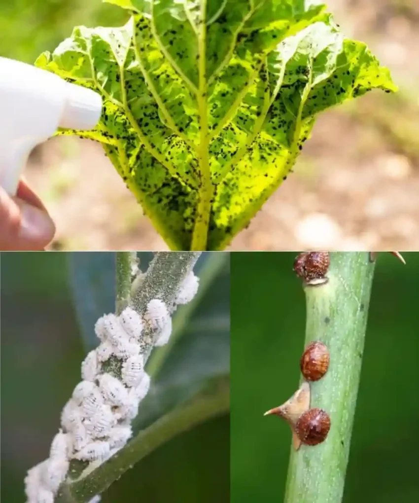 🌱 Jednostavni prirodni recepti: 1️⃣ Pepeo + topla voda → Pomiješajte trećinu pepela s vodom i kašikom neutralnog sapuna. Procijedite, poprskajte biljke i ponavljajte jednom sedmično. 2️⃣ Bijeli luk → Namočite jedan čen bijelog luka u vodi 24 sata, zatim poprskajte direktno po biljkama. 3️⃣ Sirće → Dvije kašike sirćeta u jedan litar vode – savršeno za prskanje listova. 4️⃣ Mlijeko → 200 ml mlijeka u 2 litra vode – brzo i učinkovito sredstvo protiv štetočina. 🥛 💚 Uz ove domaće, prirodne tretmane, vaše biljke će biti zdravije, otpornije i bez štetnih hemikalija.