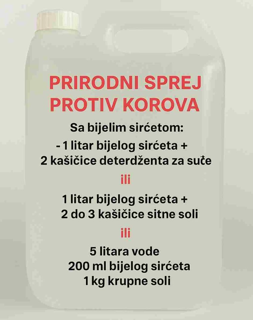 Hemijski preparati protiv korova mogu naštetiti ne samo vašoj bašti, već i cijelom ekosistemu. Srećom, postoje prirodne i sigurne alternative koje su jednako učinkovite. Evo nekoliko jednostavnih recepata koje možete pripremiti kod kuće: 1. Voda od kuhanog krompira Nakon što skuhate krompir, ne bacajte vodu! Dok je još vruća, prelijte je direktno preko korova na stazama ili uz ivice bašte. Redovnim ponavljanjem spriječićete rast nepoželjnih biljaka. 2. Prirodno đubrivo od koprive Usitnite oko 2 kg svježe koprive. Potopite u 10 litara vode i ostavite da fermentira oko 10 dana na sjenovitom mjestu (oko 20°C). Procijedite i poprskajte tečnost direktno po korovu. Ostatak koprive možete dodati na kompost za jačanje tla. 3. Sirće + deterdžent za suđe Pomiješajte 1 litar bijelog sirćeta sa 2 kašičice deterdženta. Sipajte u bocu s raspršivačem i prskajte direktno na korov. Deterdžent pomaže sirćetu da se bolje zalijepi za listove. 4. Sirće + so U 1 litar bijelog sirćeta dodajte 2–3 kašičice fine soli i dobro promiješajte. Raspršite po korovu, najbolje tokom sunčanih dana za brži efekat. 5. Ručno čupanje korova Ponekad je najjednostavnije rješenje i najbolje – čupanje rukama. Potpuno je prirodno, precizno i efikasno, posebno na manjim površinama. Zaključak Korištenjem ovih ekoloških metoda protiv korova, čuvate prirodu i zdravlje svoje bašte, bez potrebe za hemikalijama. 🌍 Sretno vrtlarenje! 🌿