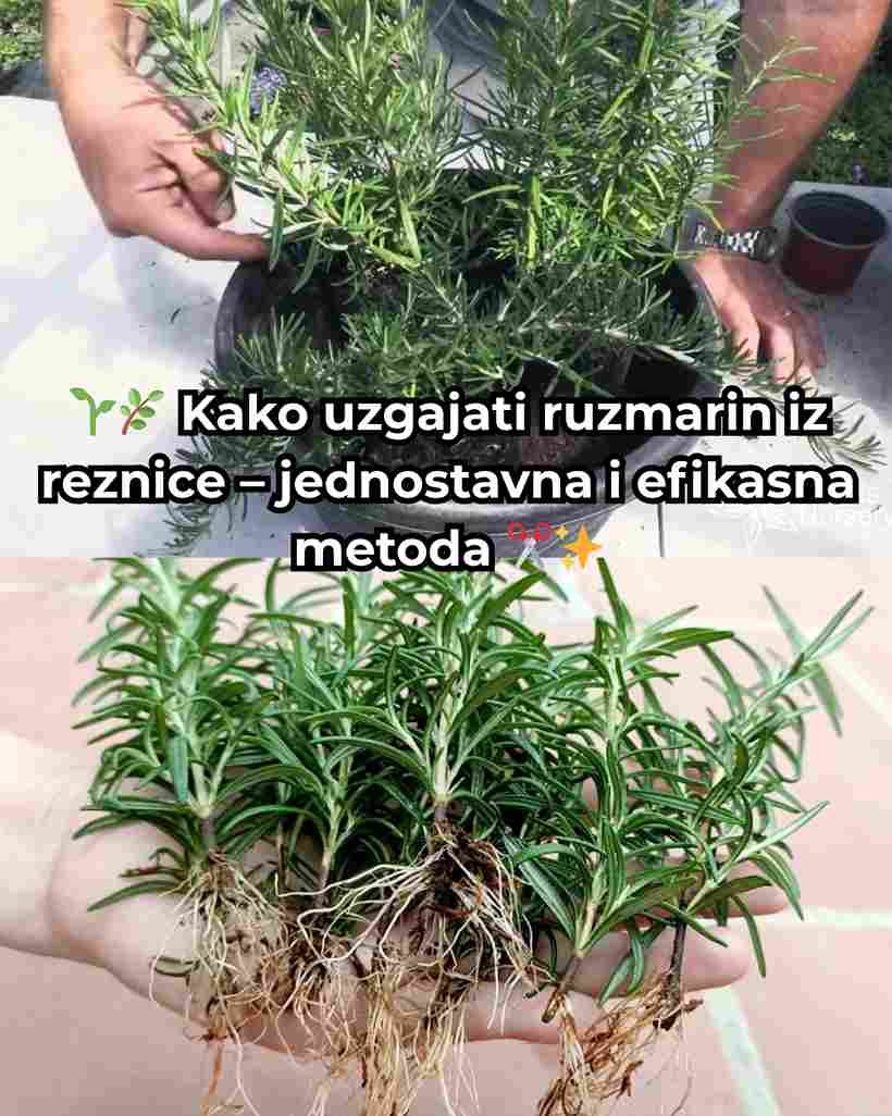 Ružmarin je jedna od najkorisnijih biljaka koje možeš uzgojiti kod kuće — mirisna, ljekovita i savršena za kuhanje! Ako nemaš sjeme, ne brini — lako ga možeš uzgojiti iz reznice. Evo kako: 1️⃣ Priprema reznice Odreži grančicu ružmarina dužine oko 15 cm pod blagim uglom i ukloni listove sa donjeg dijela stabljike. 2️⃣ Potapanje u vodu Stavi reznicu u čašu s vodom i ostavi je preko noći da se natopi. 3️⃣ Odaberi dobro mjesto Drži čašu blizu prozora, na toplom i svijetlom mjestu, ali bez direktnog sunca. 4️⃣ Dodaj vodu po potrebi Ako nivo vode opadne, dodaj malo vode sobne temperature. 5️⃣ Razvijanje korijena Nakon otprilike sedmicu dana, počet će se pojavljivati prvi korijeni. 6️⃣ Presađivanje Kada korijen ojača (nakon otprilike tri sedmice), pažljivo presadi reznicu u saksiju sa zemljom. 7️⃣ Priprema saksije Pomiješaj malo đubriva sa zemljom, napravi rupicu i nježno postavi reznicu. 8️⃣ Zalijevanje Tokom prve sedmice zalijevaj svaka 2–3 dana, ali pazi da zemlja ne bude previše mokra — ružmarin ne voli višak vlage. 🌿 Savjet: Uz malo pažnje i svjetlosti, tvoj ružmarin će brzo oživjeti i pružiti ti svježe listove tokom cijele godine!