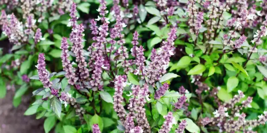 Ne bacajte cvjetove bosiljka: Evo 8 načina kako ih iskoristiti