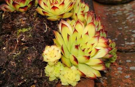 Čuvarkuća je bogata antioksidansima, flavonoidima i drugim aktivnim jedinjenjima koja imaju snažno antiinflamatorno i antiseptičko dejstvo. Zbog toga se koristi za ublažavanje bolova, smanjenje upala i jačanje imunološkog sistema. Jedno od najpoznatijih svojstava čuvarkuće je njeno blagotvorno dejstvo na probavni sistem. Ova biljka može ublažiti simptome nadutosti, gasova i čak pomoći u lečenju čira na želucu. Takođe, čuvarkuća je poznata po svojim sposobnostima da poboljša zarastanje rana, opekotina i ogrebotina, pa se može koristiti i eksterno u obliku masti ili obloga. Kako se pravi čaj od čuvarkuće? Čaj od čuvarkuće je jednostavan i lekovit napitak koji možete pripremiti kod kuće. On ima umirujuće dejstvo na probavni sistem i može pomoći u smanjenju upala i poboljšanju zdravlja. Evo kako da ga pripremite: Sastojci: 1 kašičica sušenih listova čuvarkuće (ili nekoliko svežih listova) 250 ml vode Med ili limun (po želji) Priprema: Stavite sušene ili sveže listove čuvarkuće u šolju. U kipuću vodu dodajte listove čuvarkuće i prelijte ih. Pokrijte šolju i ostavite da odstoji 5-10 minuta. Procedite čaj i po želji dodajte med ili limun za bolji ukus. Čaj pijte 1-2 puta dnevno, najbolje nakon obroka ili pre spavanja, kako biste iskoristili njegove lekovite osobine. Zaključak: Čuvarkuća je izuzetna biljka koja ima širok spektar koristi za zdravlje. Osim što je korisna u lečenju upala, bolova i probavnih problema, čuvarkuća može pomoći i u jačanju imunološkog sistema. Čaj od čuvarkuće je jednostavan način da uživate u svim blagodetima ove biljke, a redovno konzumiranje može poboljšati vašu vitalnost i opšte zdravlje.