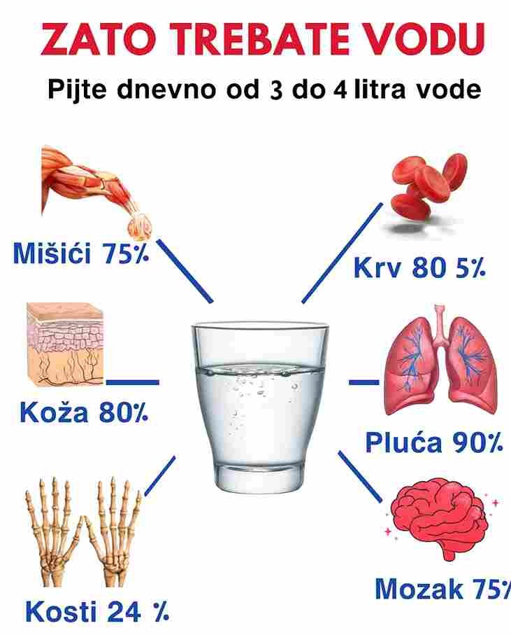 Voda je temelj života i jedna od najvažnijih stvari koje svakodnevno unosimo u organizam. Svaka ćelija, organ i funkcija u tijelu zavisi od pravilne hidratacije. Kada si dobro hidriran, tvoje tijelo radi efikasnije, ima više energije i brže se oporavlja. Iako se često čini običnom i jednostavnom, voda utiče na sve — od raspoloženja, koncentracije i varenja, pa do zdravlja kože, mišića i kostiju. Čak i mala dehidracija može poremetiti ove procese, zato je redovan unos vode ključ za dobro zdravlje. 🧠 Mozak – 75% voda Hidratacija poboljšava raspoloženje, pamćenje i koncentraciju. Čak i blaga dehidracija može smanjiti mentalnu učinkovitost. 💪 Mišići – 75% voda Voda pomaže mišićima da ostanu fleksibilni, snažni i da se brže oporave nakon aktivnosti. 🩸 Krv – 85% voda Dobra hidratacija omogućava glatko cirkuliranje krvi, podržava prenos kisika i transport nutrijenata. 🫁 Pluća – 90% voda Voda održava tkiva pluća vlažnim, što olakšava udobno i efikasno disanje. 🧴 Koža – 80% voda Hidrirana koža ostaje zategnuta, glatka i blistava. Voda podržava elastičnost i sprječava isušivanje. 🦴 Kosti – 24% voda Čak i kostima je potrebna voda za snagu, apsorpciju udaraca i zdravu ravnotežu minerala. Male Dnevne Navike za Bolju Hidrataciju Pij vodu tokom cijelog dana, ne odjednom Jedi namirnice bogate vodom poput voća i povrća Drži višekratnu flašu vode uvijek uz sebe Dodaj limun ili mentu ako voliš okus Hidratacija = Zdravlje Tvoje tijelo je većinom sastavljeno od vode — zato njegovo kontinuirano “punjenje” spada među najjednostavnije i najmoćnije načine da podržiš mozak, organe i ukupno blagostanje.