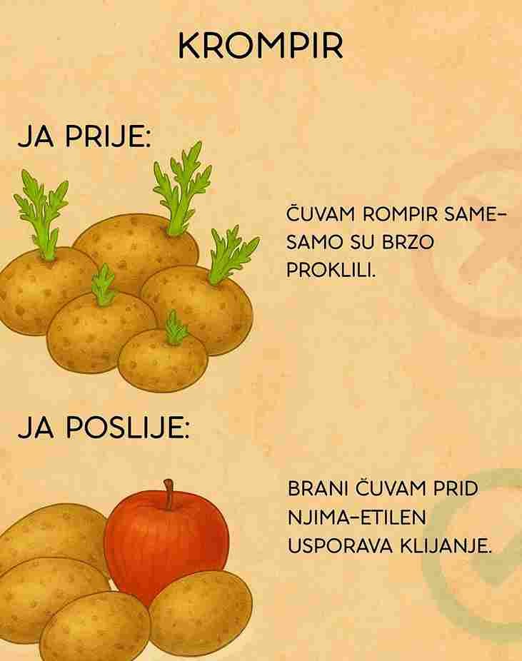 ❌ Prije: Čuvanje krompira samih Kada krompir stoji sam, vrlo brzo počne klijati. Toplina, vlaga i vrijeme ubrzavaju taj proces — što dovodi do kvarenja i kraćeg roka trajanja. ✔️ Poslije: Čuvanje krompira zajedno s jabukom Stavljanje jedne jabuke pored krompira pomaže usporiti klijanje. Zašto? Jabuke oslobađaju prirodni spoj zvan etilen, koji pomaže da krompir ostane čvrst i svjež duže vremena. Kako primijeniti ovaj trik 🍎 Dodajte jednu jabuku u korpu gdje držite krompir 🥔 Čuvajte ih na hladnom, suhom i tamnom mjestu 🔄 Zamijenite jabuku kada omekša Zašto djeluje ✨ Usporava klijanje ✨ Smanjuje bacanje hrane ✨ Krompir ostaje upotrebljiv sedmicama duže ✨ Nema potrebe za posebnim alatima ili posudama