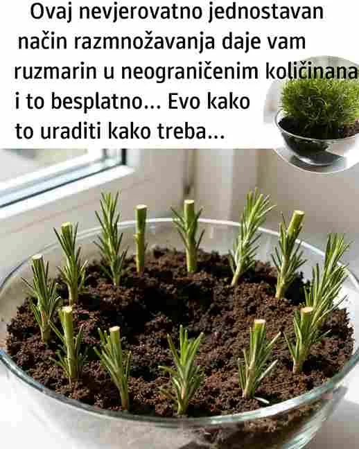 U roku od dvije do tri sedmice pojavljuju se prvi korjenčići. Kada narastu nekoliko centimetara i postanu čvrsti, reznica se može presaditi u saksiju ili u zemlju na otvorenom. Ružmarin najbolje uspijeva na sunčanim mjestima, u dobro dreniranoj zemlji i sa umjerenim zalijevanjem. Previše vlage može usporiti rast, pa je važno omogućiti biljci dovoljno zraka i sunca. Ovaj trik je posebno koristan jer omogućava stalnu proizvodnju novih sadnica tokom cijele godine. Sve što vam treba jeste jedna zdrava biljka, a zauzvrat možete dobiti desetine novih koje ćete koristiti za kuhanje, čajeve, eterična ulja ili kao dekoraciju u domu. Razmnožavanje na ovaj način donosi zadovoljstvo, štedi novac i omogućava vam da uvijek imate svjež, domaći ružmarin pri ruci.