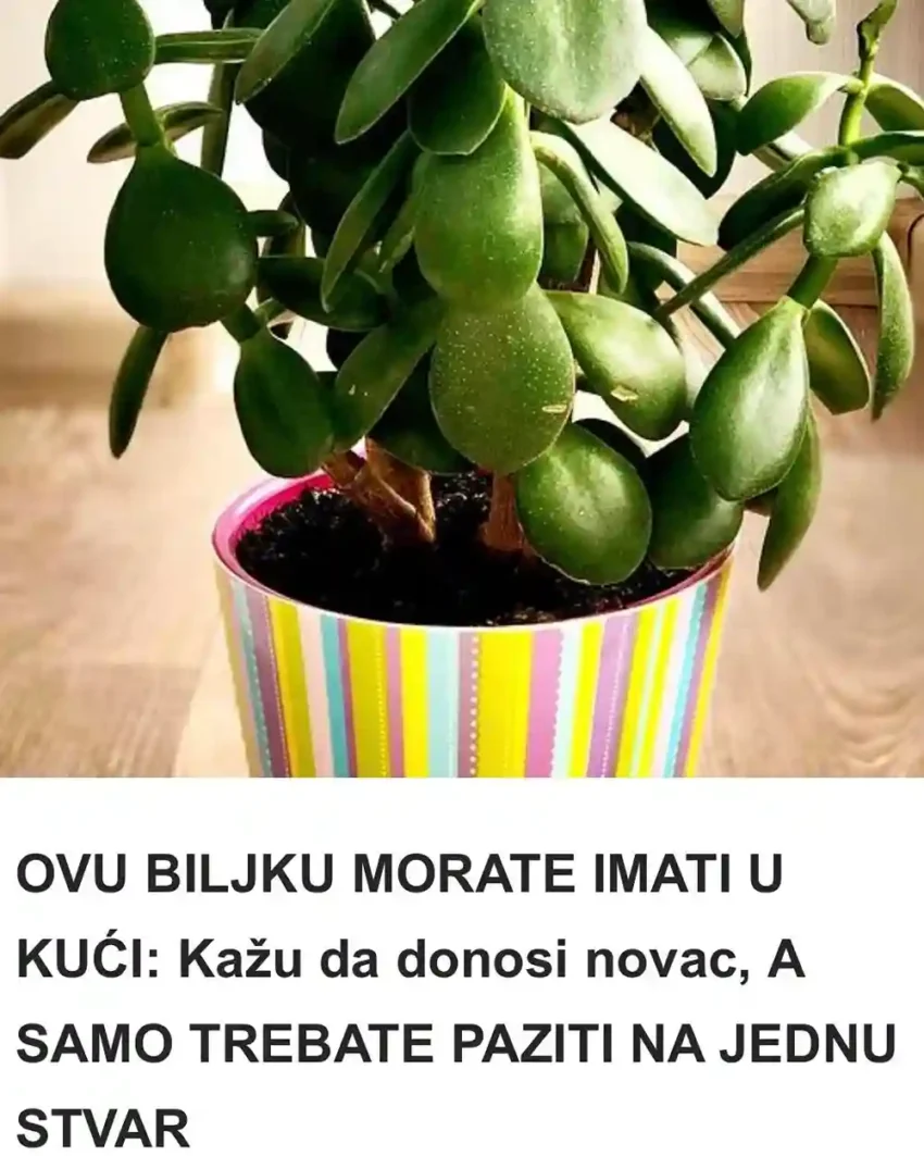 Drvo novca poznato je i pod raznim drugim imenima, kao što su drvo žada, krasula, japansko drvo novca i kinesko drvo novca. Pripada rodu Crassula, a najpoznatija vrsta je upravo Crassula ovata, čiji listovi mogu varirati u boji. Ako imate kućne ljubimce, važno je smestiti drvo novca na mesto koje im nije dostupno, jer su svi delovi biljke toksični za životinje. Ova biljka zahteva redovno zalivanje, ali je ključno ne preterivati. Zemlja ne sme potpuno da se osuši, pa je najbolje zalivati je kada gornji sloj postane suv na dodir. Tokom proleća i leta, preporučuje se češće zalivanje kako bi zemlja bila umereno vlažna, dok je zimi dovoljno zalivati drvo novca jednom mesečno. Prekomerno zalivanje može biti opasno za biljku. Drvo novca: Vodič za uzgoj i brigu Drvo novca (Crassula ovata) nije samo estetski privlačna biljka; ona je i simbol sreće i blagostanja u mnogim kulturama. Ako razmišljate o dodavanju ovog čuda prirode u svoj dom, evo nekoliko korisnih saveta o njegovom uzgoju i nezi. 1. Izbor lokacije Drvo novca najbolje uspeva na svetlim mestima, pa odaberite prozorsku dasku okrenutu prema jugu ili jugozapadu. Iako može tolerisati delimičnu senku, previše tame može usporiti njegov rast i uzrokovati opadanje listova. 2. Tlo i saksija Ova biljka voli dobro drenirano tlo. Preporučuje se korišćenje mešavine za sočne biljke ili dodavanje peska i perlita običnom saksijskom supstratu. Takođe, saksija treba imati odvodne rupe kako bi se sprečilo zadržavanje vode. 3. Zalivanje Kao sočna biljka, drvo novca može podneti suvu sredinu, ali ne zaboravite ga redovno zalivati. Zalivajte ga kada gornji sloj zemlje postane suv. Tokom proleća i leta, zalivanje bi trebalo da bude češće, dok zimi možete smanjiti na jednom mesečno. 4. Đubrivo Drvo novca nije posebno zahtevno u pogledu đubriva. Tokom proleća i leta možete koristiti razređeno đubrivo za sočne biljke svakih nekoliko nedelja. Zimi, kada je biljka u periodu mirovanja, nije potrebno đubrivo. 5. Reprodukcija Jedna od prednosti drva novca je njegova sposobnost lakoće razmnožavanja. Možete uzeti reznice listova ili stabljika, ostaviti ih da se osuše nekoliko dana kako bi se formirao čep i zatim ih posaditi u suvu zemlju. Održavajte tlo blago vlažnim dok se ne formira novi koren. 6. Održavanje Redovno uklanjanje uvelih listova i sušenih grana pomaže održavanju biljke zdravom. Takođe, povremeno obrišite listove vlažnom krpom kako biste uklonili prašinu i omogućili biljci bolje fotosintezu. Zaključak Drvo novca je ne samo lepa dekoracija za vaš dom, već i biljka koja može doneti sreću. S pravilnom negom, ovo malo “stablo” može rasti dugi niz godina, a uz to, njegova jednostavnost u održavanju čini ga savršenim izborom čak i za početnike. Dodajte ga u svoj prostor i uživajte u njegovoj lepoti i simbolici!