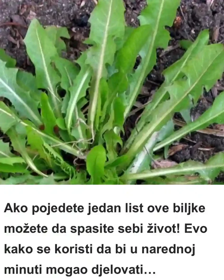 Oboljele osobe ni u takvim uslovima nisu željeli odustati, nego su nastavili da se bore za svoj život i počeli sa primjenom domaćih lijekova. Među najljekovitije biljke na cijeloj planeti ubraja se maslačak! U njemu se nalazi mnogo ljekovitih materija koje su pogodne za liječenje raznih oboljenja, pogotovu kada je riječ o želučanim bolestima, žuči, ali i leukemiji. Pomaže organizmu da pobijedi bolest, te da se sve funkcije unutra njega normalno vrše. Ljekovitost maslačka Listovi maslačka sadrže mnogo vitamina, pa stručnjaci tvrde da je bolje koristiti njegove listove nego špinat. Od vitamina najviše su zastupljeni A, B2, G, D i C, a minerali koji su prisutni su natrij, željezo, fosfor, kao i kalij. Maslačak se ubraja u jake diuretike koji pomažu kod liječenja bubrežnih oboljenja, raznih alergijskih reakcija, povišene razine holesterola u krvi, stvaranju žuči, a ujedno ga možete koristiti kako bi iz jetre uklonili sve toksine. Trudnicama se preporučuje upotreba listova maslačka od kojih možete napraviti salatu, jer kako smo i rekli sadrže mnogo ljekovitih materija. Recept za čaj od korijena maslačka! Ovaj čaj se može primjenjivati kako bi izliječili bolesti želuca i jetre! Ako biste konzumirali svaki dan po šolju ovog čaja u trajanju od dvije sedmice, onda biste mogli da se izliječite od raznih oboljenja. Probleme sa krvnim pritiskom, oslabljenim apetitom, probavnim smetnjama, sve to možete pobijediti njegovim uzimanjem.
