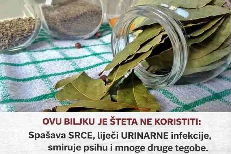 Ovo je nekoliko načina kako ga možete koristiti za zdravlje: Pomaže kod mučnine i umora, razbuđuje Kombinacija hemikalija u lovorovom listu djeluje smirujuće na tijelo i psihu. Sve što trebate da napravite je da zapalite nekoliko listića u prostoru u kom boravite i udisati taj dim. Ali, to nemojte raditi prije spavanja jer će vas miris zapaljenog lovora razbuditi. Tjera sluz iz pluća Lovorov list je stimulans disajnih puteva i može pomoći izbaciti sluz iz pluća. Najbolji način je staviti svježe ili suhe listove u vruću vodu i udisati paru – inhalirati se. Pomaže i mazanje uljem lovora po prsima. To liječi alergije i astmu. Pomaže kod dijabetesa Istraživanje je pokazalo kako konzumiranje 3 grama lovora na dan smanjuje nivo glukoze kod ljudi koji imaju dijabetes tipa 2. Dobar je za probavu Stavljajte ga što više u hranu ili izmasirajte stomak uljem lovora nakon obroka, to će pomoći u izlučivanju probavnih sokova i bržoj preradi hrane u želucu. Za pravilan rad srca Organski spoj pronađen u lovoru jača kapilare u srcu i pomaže elimininisati loš holesterol iz tijela. Liječi upalu zgloba Uljem od lovora masirajte bolno područje i pojačajte količinu lovorovog lišća koju dodajete u hranu. Kod urinarnih infekcija Pomiješajte prah od lovora sa mlijekom i pijte. Radi se o starom receptu za rješavanje ovih problema. AKO JE OVA OBJAVA KORISNA, PODJELITE JE NA VAŠ PROFIL DA I DRUGI VIDE. HVALA.