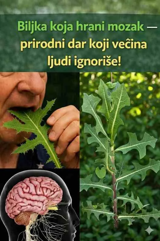 ​Laktukarijum sadrži jedinjenja poput laktucina i laktukopikrina. Ova jedinjenja deluju direktno na centralni nervni sistem. Umesto da “hrani” mozak u smislu kalorija ili vitamina (iako ih sadrži), ona ga zapravo “resetuje”. ​Ublažavanje bola: Deluje kao blagi analgetik, blokirajući signale bola pre nego što stignu do svesti. ​Borba protiv insomnije: Za mozak koji ne može da se “isključi” noću, divlja salata deluje kao prirodni prekidač, uvodeći organizam u dubok i regenerativan san. ​Anksiolitičko dejstvo: U modernom dobu hroničnog stresa, ova biljka pomaže u smanjenju nivoa kortizola, omogućavajući neuronima da se oporave od stalne napetosti. ​Zašto je mozak “ignoriše”? ​Moderna medicina se fokusirala na izolovane hemijske spojeve, dok je cela biljka pala u zaborav. Većina ljudi je ignoriše jer izgleda neugledno – bodljikavo lišće i gorak ukus nisu nešto što biste rado stavili u salatu pored paradajza. Međutim, upravo ta gorčina ukazuje na prisustvo lekovitih alkaloida. ​Kada kažemo da ova biljka “hrani mozak”, mislimo na to da mu omogućava pauzu. Mozak koji je stalno pod stresom ne može da se regeneriše. Divlja salata mu pruža tu neophodnu tišinu. ​Kako se pravilno koristi? ​Važno je napomenuti da, kao i sa svakim darom prirode, ključ je u umerenosti i znanju. Čaj od sušenog lišća: Najčešći način konzumacije. Mala količina sušenog lista pre spavanja može drastično poboljšati kvalitet sna. ​Ekstrakt (Tinktura): Koncentrisani oblik laktukarijuma koji se koristi kod jakih glavobolja i migrena. ​Svež sok: Iako najpotentniji, izuzetno je gorak i zahteva oprez kod doziranja. ​Upozorenje: Prevelike količine mogu izazvati mučninu ili ubrzan rad srca. Uvek je preporučljivo konsultovati se sa stručnim travarom ili lekarom pre uvođenja bilo koje divlje biljke u terapiju. ​Ekološki i duhovni značaj ​Povratak ovakvim biljkama nije samo pitanje zdravlja, već i povratka prirodi. Naučiti prepoznati divlju salatu u prirodi znači ponovo se povezati sa zemljom. Ona nas uči da najvrednije stvari često nisu upakovane u sjajnu ambalažu, već rastu besplatno pod našim nogama. ​Zaključak: Da li je ona zaista “dar koji ignorišemo”? ​Apsolutno. Dok trošimo milione na suplemente za koncentraciju i spavanje, divlja salata tiho raste u našem dvorištu. Ona nije magična pilula, ali je podsetnik da priroda ima rešenje za većinu naših modernih boljki – ako smo spremni da zastanemo, sagnemo se i naučimo nešto od nje. ​Slika koju vidite je poziv na buđenje. Vaš mozak zaslužuje mir koji ova biljka nudi vekovima. Sledeći put kada prođete pored nje, nemojte je nazvati korovom. Nazovite je saveznikom.