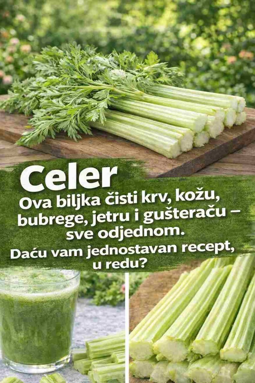 U svijetu prirodnog liječenja postoji mnogo biljaka koje mogu pomoći našem organizmu, ali samo nekoliko njih ima tako snažan i sveobuhvatan učinak kao korijen čička (Arctium lappa). Iako ga mnogi smatraju običnim korovom koji se lako lijepi za odjeću, travari i stručnjaci za prirodnu medicinu već stoljećima ga cijene kao jednog od najmoćnijih prirodnih „čistača krvi“. Ova izuzetna biljka ne djeluje samo na jedan organ. Naprotiv, čičak pokreće sistemsku detoksikaciju organizma, pomažući glavnim filterima u tijelu – jetri, bubrezima i koži – da efikasnije uklone štetne tvari. Kako Čičak Djeluje na Pet Ključnih Dijelova Tijela? Tajna djelovanja korijena čička leži u njegovoj sposobnosti da potakne eliminaciju toksina kroz prirodne procese organizma – putem urina, znoja i probave. Upravo zbog toga ova biljka ima višestruke koristi za zdravlje. Krv i Koža Najpoznatija korist čička je njegovo djelovanje na čišćenje krvi. Kada se krv oslobodi nakupljenih toksina, to se često odražava i na zdravlje kože. Zbog toga se čičak tradicionalno koristi kao pomoć kod različitih kožnih problema, poput: akni ekcema psorijaze drugih hroničnih kožnih iritacija Mnogi stručnjaci smatraju da su kožni problemi često povezani s opterećenjem organizma toksinima, pa čišćenje krvi može pomoći u poboljšanju izgleda i zdravlja kože. Jetra i Bubrezi Korijen čička sadrži prirodne spojeve koji mogu pomoći u zaštiti ćelija jetre i potaknuti proizvodnju žuči. Žuč ima važnu ulogu u probavi i uklanjanju toksina iz organizma. Istovremeno, čičak djeluje kao blagi prirodni diuretik, što znači da može pomoći bubrezima da lakše izbace višak vode, soli i štetnih tvari iz tijela. Gušterača (Pankreas) Još jedna važna komponenta u korijenu čička je inulin, vrsta prirodnog vlakna. Inulin može pomoći u regulaciji nivoa šećera u krvi i podržati rad gušterače, organa koji igra ključnu ulogu u proizvodnji insulina. Kako Pravilno Pripremiti Čaj od Korijena Čička Da bi se iz tvrdog korijena čička izvukla sva njegova ljekovita svojstva, potrebno je koristiti metodu pripreme poznatu kao dekokt. Za razliku od običnog čaja, korijen se mora kuhati duže kako bi se oslobodili korisni minerali i aktivne tvari. Recept za čaj od korijena čička Sastojci: 1 kašika sušenog korijena čička 2–3 šolje vode Priprema: Stavite sušeni korijen čička u hladnu vodu. Zagrijavajte vodu dok ne počne ključati. Kada voda proključa, smanjite temperaturu na laganu vatru. Poklopite i ostavite da lagano krčka 15 do 20 minuta. Nakon kuhanja, sklonite s vatre i ostavite da odstoji još 10 minuta. Procijedite čaj i spreman je za konzumaciju. Kako Se Pije Preporučuje se piti 1 do 2 šolje dnevno, najbolje između obroka. Ovaj napitak se obično koristi tokom 2 do 3 sedmice kako bi se podržao proces prirodnog čišćenja organizma.