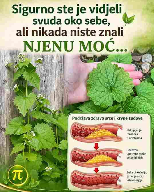 Upotreba u svakodnevnom životu Ova biljka se može koristiti na različite načine – kao čaj, dodatak ishrani ili u prirodnim pripravcima. Ljudi je često beru i suše kako bi je imali dostupnu tokom cijele godine. Njena jednostavna primjena čini je dostupnom svima. Zaključak Iako izgleda obično i često prolazi nezapaženo, ova biljka nosi snažnu prirodnu moć. Kada joj se posveti pažnja, može postati vrijedan saveznik za zdravlje i svakodnevno blagostanje.