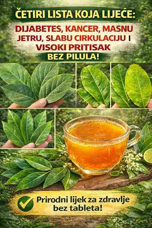 3. List koprive Kopriva je bogata željezom i vitaminima. Može pomoći u poboljšanju cirkulacije i jačanju krvi, te podržati funkciju jetre. 4. List maslačka Maslačak je poznat po svom djelovanju na jetru. Pomaže kod izbacivanja toksina i podržava rad probavnog sistema, što je korisno kod masne jetre. Kako pripremiti čaj od ovih listova Sastojci: po 1 kašičica svakog lista (sušenog) 500 ml vode Priprema: Prokuhajte vodu, dodajte listove i ostavite da odstoji 10–15 minuta. Procijedite i pijte 1–2 šolje dnevno. Zaključak Ovi prirodni sastojci mogu pomoći u održavanju zdravlja i poboljšanju općeg stanja organizma. Međutim, oni nisu zamjena za lijekove niti mogu izliječiti ozbiljne bolesti sami. Najbolji rezultati dolaze uz kombinaciju pravilne ishrane, fizičke aktivnosti i redovnih pregleda kod ljekara.