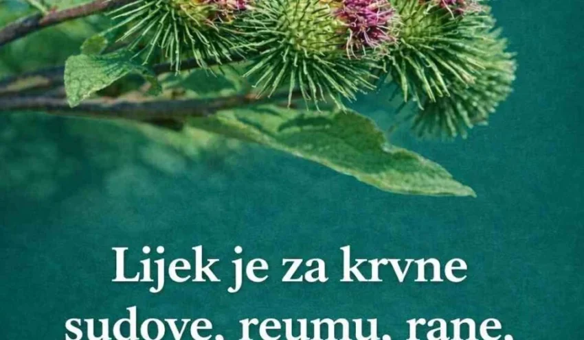 Čičak je u javnosti zanemarena ljekovita biljka, malo tko i pomišlja da bi mogao biti ljekovit! Zbog svojeg izgleda čičak na prvi pogled odbija ljude pa nitko i ne razmišlja je li za nešto koristan. No ovdje pročitajte i isprobajte recepte koji će vam dokazati suprotno. Također, trebate znati da se kod nas čičak najčešće smatra korovom, a u Japanu ga uzgajaju radi njegovih ljekovitih svojstva! Za vrijednost čička možda su najbolji suci makrobiotičari kojima je njegov korijen jedan od glavnih sastojaka na jelovniku. Možda ste za čičak čuli i u receptima za šečeraše, zato jer je hranjiv i ljekovit kod te bolesti, a spominje se i u dijetama za želudac i jetra. Čak i znanstvenici prihvaćaju da čičak ima široko djelovanje, od utjecaja na sezonske bolesti kao što je gripa ili alergija pa sve do utjecaja na zloćudne bolesti. Recepti Želudac, reuma … Korijen i list čička koriste se kod upale i čira želuca, a rabe se i za znojenje i probavu, te protiv reume, kožnog ekcema te lišaja, osipa i gnoj­nih rana. Kod reume koristi se čaj od čičkovih sjemenaka. Suh korijen, stucan u prah i pomiješan s jestivim uljem, liječi od gnojnih rana ako se njime namažu. Lijek protiv svih ovih bolesti priprema se tako da se velika žlica sitno narezanog korijena i lišća kuha u pola litre vode oko 5 min, zatim se mješavina ostavi poklopljena 10-15 minuta i na kraju procijedi. Piju se po 2 velike žlice dvaput dnevno (ujutro i navečer). Trakavica i rane Pri liječenju od trakavice, zdrobi se svježi korijen čička i pomiješa s 1-2 velike žlice vinskog octa, zatim se istisne sok koji se pije 8-10 dana natašte po 1 velika žlica. Prah od suhog korijena čička pomiješan sa zečjim lojem izvlači strana tijela iz rana. Živci, usta U slučaju kljenuti ličnog živca (Nervus facialis), kada se usta iskrive, usitne se korijen i lišće čička i priviju se na suprotnu, zdravu stranu lica. Stolica, mokraća … Čaj od čičkova korijena pospješuje stolicu, izlučivanje znoja i mokraće, a istodobno čisti krv. Čičkovo ulje kuhano s mladicama borovice čisti krv i liječi organizam kod raznih kožnih bolesti. Vene Rane kod otvorenih vena na nogama liječe se oblozima od čičkova lista koji se s donje strane namaže svinjskom mašću.